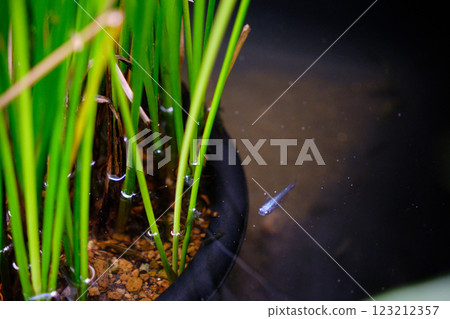 Cute blue killifish swimming in a pond 123212357