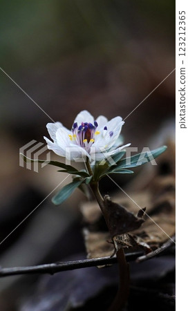 Spring Fairy 123212365