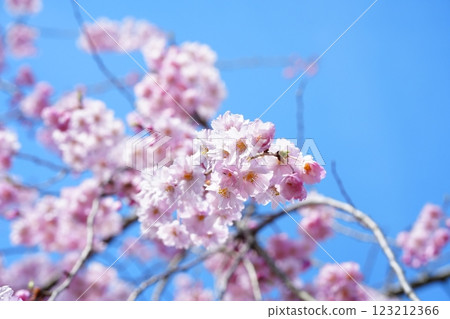 Blue and pink 123212366