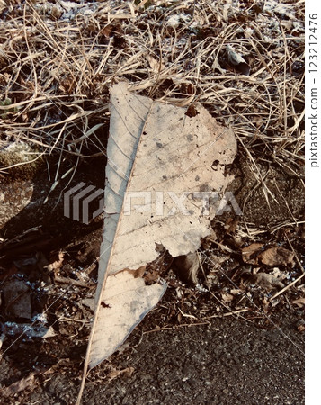 枯萎的落葉 123212476