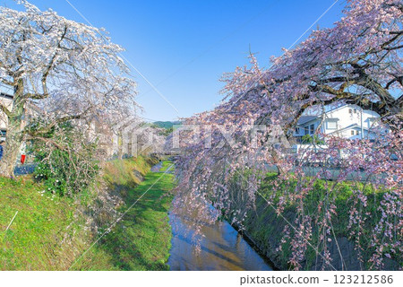 藍天映襯下的垂枝櫻花 123212586