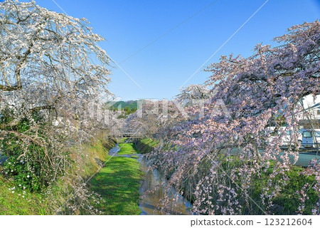 藍天映襯下的垂枝櫻花 123212604