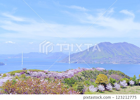 博多島櫻花 123212775