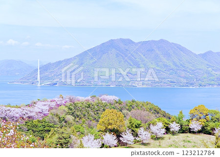 Hakata Island Cherry Blossoms 123212784