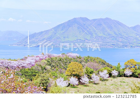 Hakata Island Cherry Blossoms 123212785