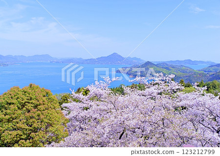 博多島櫻花 123212799