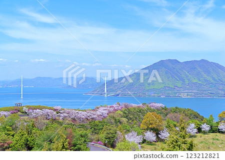 Hakata Island Cherry Blossoms Hakata Island Cherry Blossoms 123212821