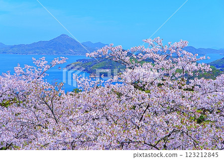 Hakata Island Cherry Blossoms 123212845