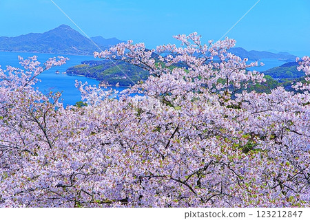 Hakata Island Cherry Blossoms Hakata Island Cherry Blossoms 123212847