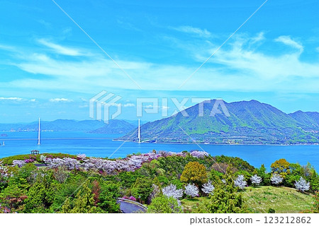 博多島櫻花 123212862