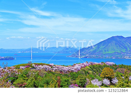 Hakata Island Cherry Blossoms Hakata Island Cherry Blossoms 123212864