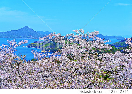 Hakata Island Cherry Blossoms Hakata Island Cherry Blossoms 123212865