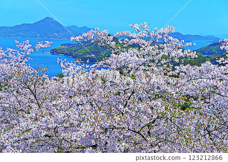 Hakata Island Cherry Blossoms Hakata Island Cherry Blossoms 123212866