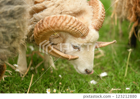 Big horn sheep grazes in a meadow and eats grass Big horn sheep grazes in a meadow and eats grass 123212880