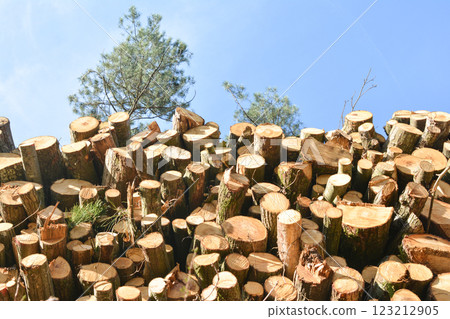 Pile of wood logs storage 123212905