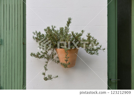 A rosemary plant in a clay pot hangs on the wall of a house in Provence A rosemary plant in a clay pot hangs on the wall of a house in Provence 123212909