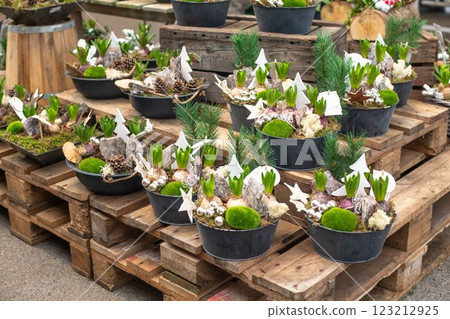 The christmas composition with hyacinths in a pot 123212925