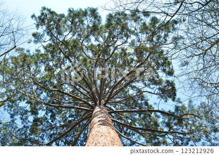 Large pine view from below Large pine view from below 123212926