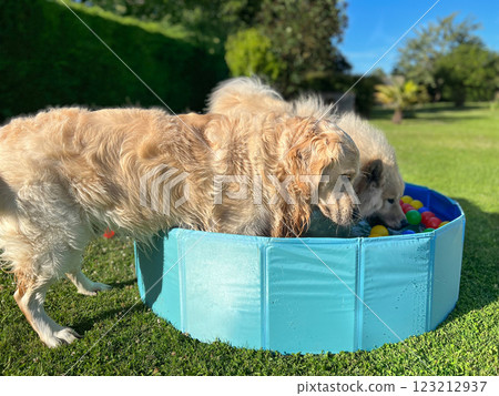 The labradors dog playing in pool with balls 123212937