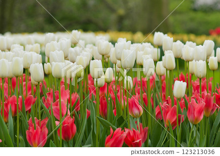 Red and white tulips background in a park in Holland Red and white tulips background in a park in Holland 123213036