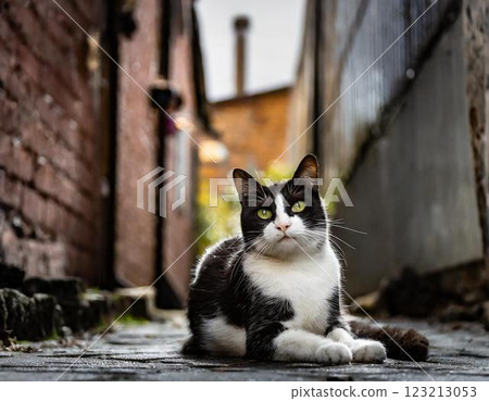 Cat behind the alley 123213053