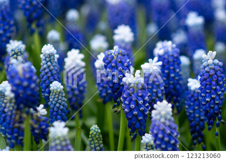 Blue muscari spring carpet Keukenhof, Holland Background Blue muscari spring carpet Keukenhof, Holland Background 123213060