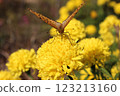 Butterflies perched on a yellow flower 123213160