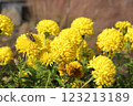 Spherical yellow flower 123213189