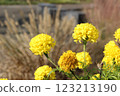 Spherical yellow flower 123213190