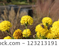 Spherical yellow flower 123213191