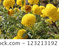 Spherical yellow flower 123213192