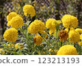 Spherical yellow flower 123213193