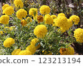 Spherical yellow flower 123213194