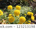 Spherical yellow flower 123213198