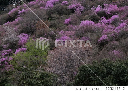 京都高雄的杜鵑花與野櫻花 京都高雄的杜鵑花與野櫻花 123213242