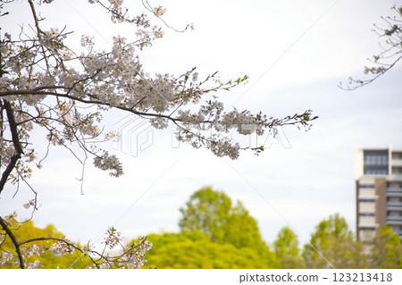 Cherry blossoms and rape blossoms on a sunny spring day 123213418