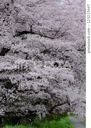 桂川沿岸的櫻花盛開 桂川沿岸的櫻花盛開 123213447