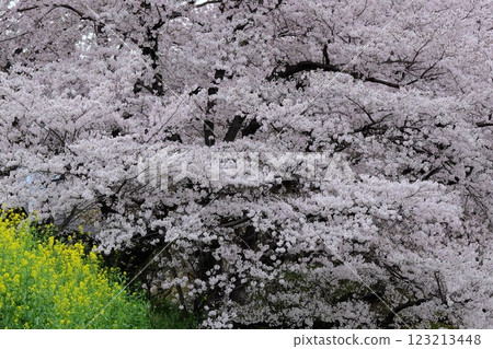 桂川沿岸的櫻花盛開 桂川沿岸的櫻花盛開 123213448