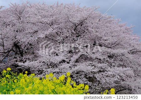 桂川沿岸的櫻花盛開 123213450