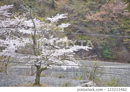 Cherry blossoms along the river 123213462