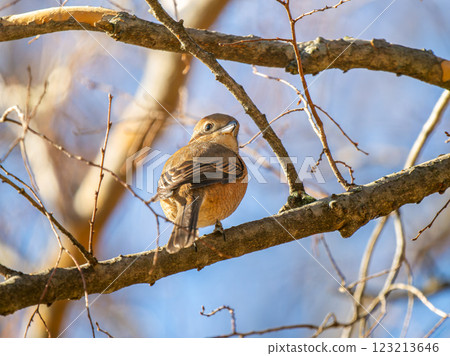 摩西陷在樹枝上 123213646