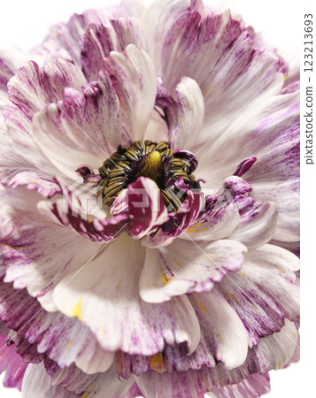 White and purple striped Ranunculus flower White and purple striped Ranunculus flower 123213693