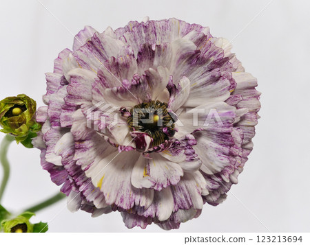 White and purple striped Ranunculus flower White and purple striped Ranunculus flower 123213694