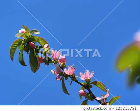 卡琳的花 123213751