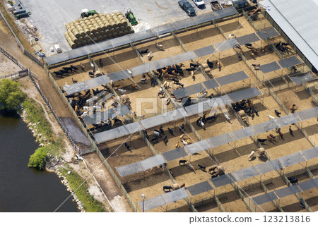 Cow feed lot with meat cows. Cattle stockyard on farm in USA Cow feed lot with meat cows. Cattle stockyard on farm in USA 123213816