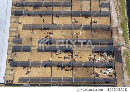 Commercial cattle stockyard with meat cows in rural Florida. Feeding of livestock on farm feedlot in USA 123213828