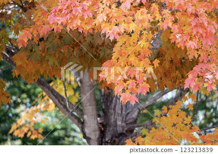 Colorful autumn nature. Canopies of yellow forest trees in fall season Colorful autumn nature. Canopies of yellow forest trees in fall season 123213839