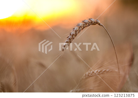 Close-up of warm colored golden yellow ripe focused wheat heads on sunny summer day on soft blurred foggy meadow wheat field light brown background. Agriculture, farming and rich harvest concept. Close-up of warm colored golden yellow ripe focused wheat heads on sunny summer day on soft blurred foggy meadow wheat field light brown background. Agriculture, farming and rich harvest concept. 123213875