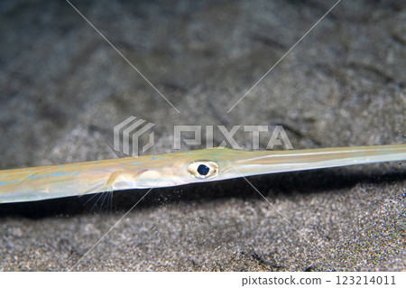 Ao Yagara Ogasawara 123214011