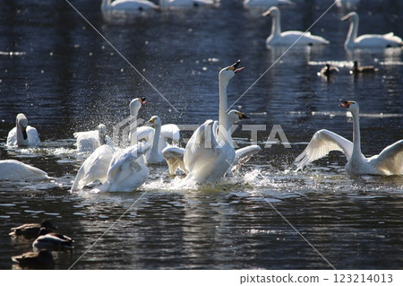 Whooper swans singing to each other, splashing water 123214013